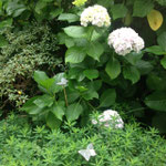 au fond du jardin, les hortensias et euphorbes bénéficient de l'ombre et la fraicheur
