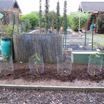 Neupflanzung von Säulenobst  von links nach rechts:  Braeburn (Apfel); Black amber (Pflaume); Doyenne ducomice (Birne); Stella (Kirsche)