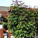 Kletterrose