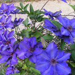 Clematis