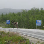 Un renne se baladant - Finlande
