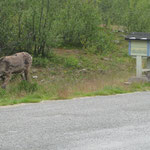 Un autre renne
