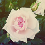 ...and then I found the most perfectest rose *_*