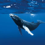 Whales Las Galeras