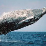 Whales Las Galeras