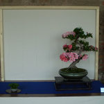 Azalea (rhododendron indicum) - Amici del Bonsai Castellanza