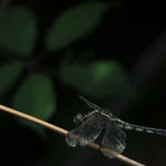 Orthetrum Albistylum