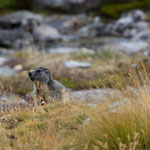 Marmotta