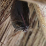 Pipistrello - Artibeus Jamaicensis