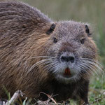 Nutria