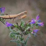 Mantide Religiosa