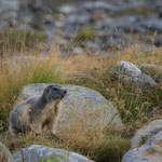 Marmotta