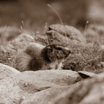 Marmotta