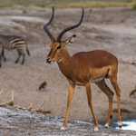Antílope Impala 