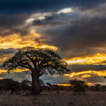 Puesta de sol en Tarangire con sus hermosos baobabs.