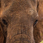 Elefante, detalle de la cabeza