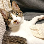 GUSTAVO, 6 meses, independiente, ideal para compañero de otro gato  
