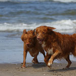 Lucas, Bly