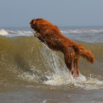 Wellenreiter Lucas