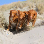 Dünenrennen
