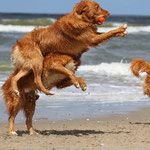 Fliegende Hunde