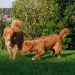Oktobernachmittag im Garten