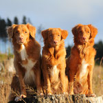 Tollertrio