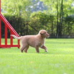 Hundeplatz Kennenlernen beim HSG Ratingen