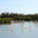 Flamingos