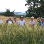 in den Weizen-Parzellen