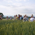 in den Weizen-Parzellen