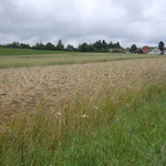 Dasypyrum-Feld