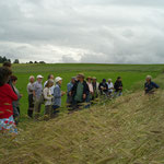 beim Dasypyrum-Feld am Lichthof