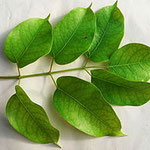 des feuilles de peperomia, très présentes dans la cuisine cambodgienne