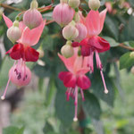 Fuchsienhochstamm