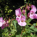 Impatiens