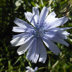 Chicory