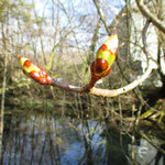 Chestnut Bud