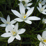 Star of Bethlehem