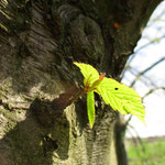 Hornbeam