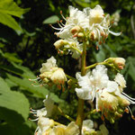 White Chestnut