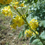 Agrimony