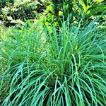 本殿者pとはかなりスケール感の違うレモングラス。サンゴ礁の島の風土は、ハーブの風味も違うようです。