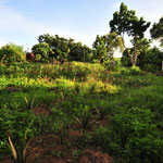 畑の前の風景。