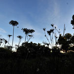 島ニンジンの花。ニンジンの黄色い色はキサントフィルという色素によるものです。一般のオレンジ系のニンジンはカロテン、真紅のニンジンはリコピンです。