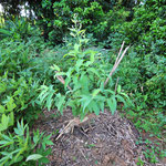 相模湖の「すどう農園」でまずは種をまいて育てた苗を、こうして定植しました。