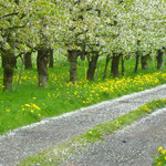Altes Land