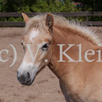 Moreno (Anmut x Maisturm)