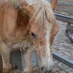 Frida-Gold (Florinda x Liz. Starkwind)