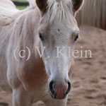 Nebelwind (Melissa x Nevitano)